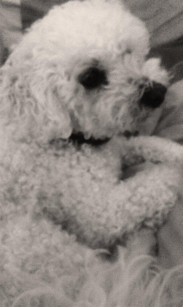 roxybomb's tweet photo. Feel free to add your dog pictures to my collection by tweeting them to me with the hashtag #midoge #sudoge http://t.co/bVNKh1zFJn