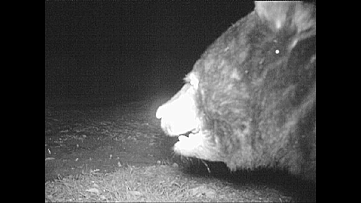 ｔｂｓテレビ いっぷく على تويتر ３日で３０００個 これ何の数字かわかりますか 実は岐阜の果樹園に出没したクマに食われた 果物の数 この秋 こうしたクマの被害が全国で発生 番組ではカメラを設置して人里に現れたクマと真っ向対決 驚きの映像は明日大公開