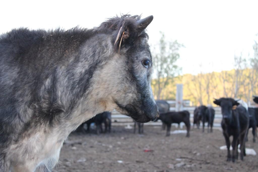 Ganaderia G.Gamón (@g_gamon) on Twitter photo 