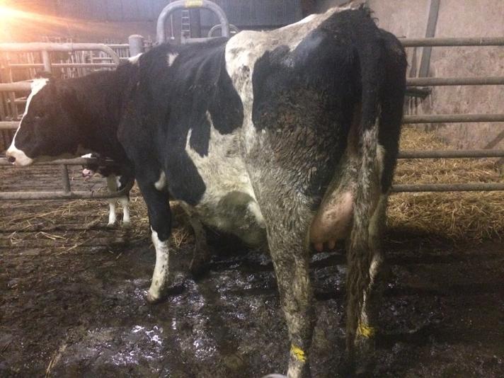 Willis_Farms's tweet photo. Another quality Iota heifer close calving from Twain family, she wil calve @ 23 months plenty dairy strength http://t.co/57U9ncMUvH
