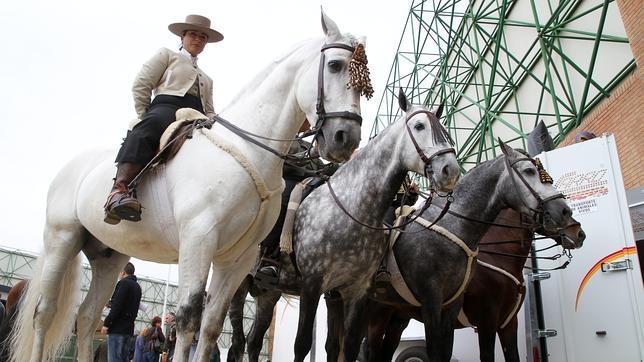 SICABOficial's tweet photo. Vente a Sevilla esta semana, será la Capital del Pura Raza Española #PRE vía @abcdesevilla http://t.co/SIEx9Wm1Ho http://t.co/x67pLL4cPm