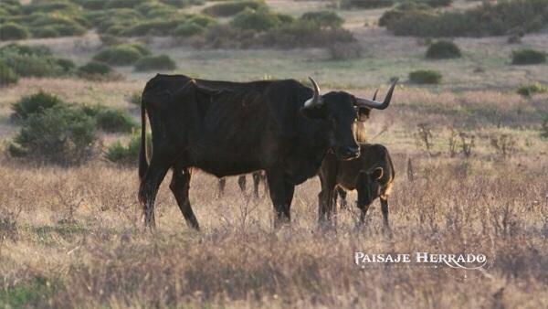 economiadeltoro's tweet photo. Prohibido faltar a otra cita indispensable con el campo bravo: a las 20:30h #HerradoCuadri en @toroscanalplus http://t.co/l88jD4nSx0