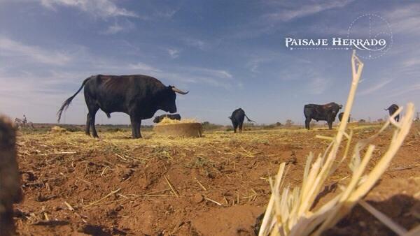 economiadeltoro's tweet photo. Prohibido faltar a otra cita indispensable con el campo bravo: a las 20:30h #HerradoCuadri en @toroscanalplus http://t.co/l88jD4nSx0
