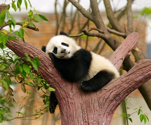 JEEnglebells's tweet photo. I'm a Gem pero nung nakita ko to naalala ko kayo Pandas. Hehehe. Hi #FourEvs ! :) http://t.co/45dLkjfglz