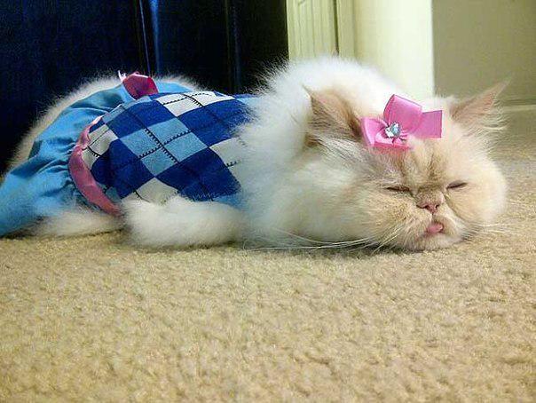 ЯНА ))) (@yyy_yyy03) on Twitter photo 