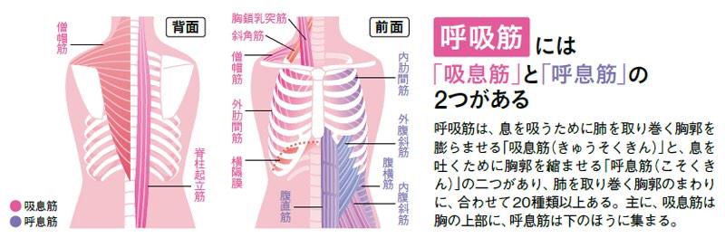 やるしかっ Sur Twitter 安静吸気 横隔膜 外肋間筋 内肋間筋 安静呼気 肺の弾性による収縮 横隔膜の弛緩など 努力呼気 安静時吸気筋 肋骨挙筋 大小胸筋 胸鎖乳突筋 斜角筋群 脊柱起立筋 努力吸気 肋下筋 胸横筋 肋間筋横部後部 腹筋群 腹横筋 Http T Co やるしかっ Sur Twitter 安静吸気 横隔膜 外肋間筋 内肋間筋 安静呼気 肺の弾性による収縮 横隔膜の弛緩など 努力呼気 安静時吸気筋 肋骨挙筋 大小胸筋 胸鎖乳突筋 斜角筋群 脊柱起立筋 努力吸気 肋下筋 胸横筋 肋間筋横部後部 腹筋群 腹横筋 Http T Co