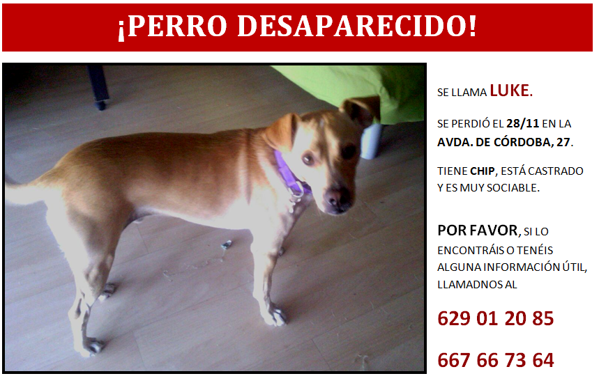 Luke, el perro de un amigo, sigue sin aparecer. Por favor, si sabéis algo contactad. Se agradece difusión!