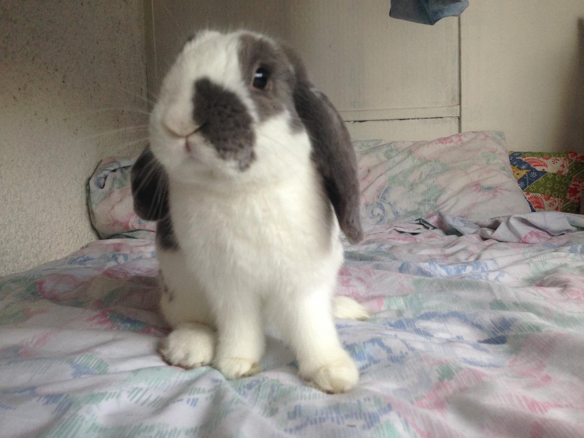 BiniTheBunny's tweet photo. Who you lookin' at? #BiniTheBunny #GoodMorning http://t.co/irsD5nRTNW