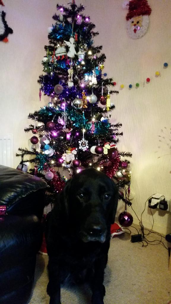 Sbham guide dogs tweet media