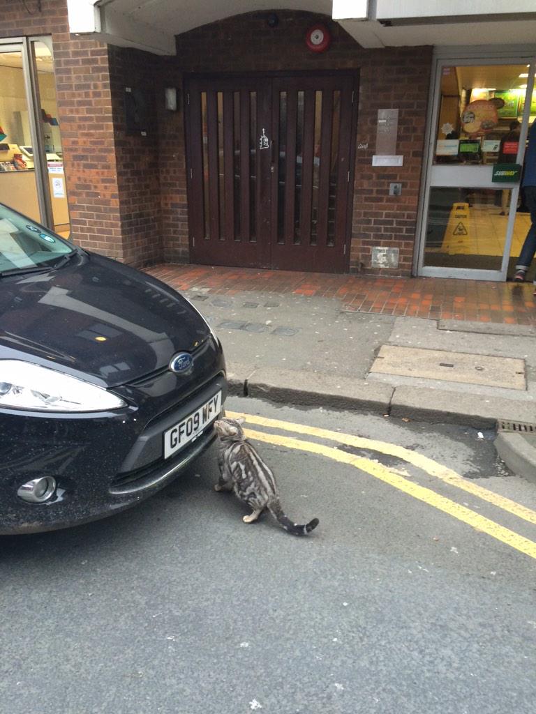 Mordd's tweet photo. @DexterWindsor sniffing around Subway at lunchtime. #dexspot http://t.co/tQa4ys5ZZc