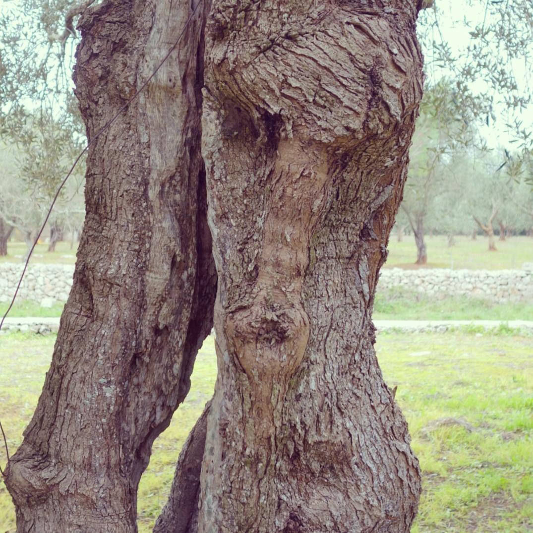 LucianaLettere (@lucianalettere) on Twitter photo In #Puglia, gli alberi di #ulivo parlano e ridono. Parola di #MadeForWalking :) <a href="/viaggiarepuglia/">Viaggiareinpuglia.it</a> <a href="/BeautifulPuglia/">Beautiful Puglia</a> In #Puglia, gli alberi di #ulivo parlano e ridono. Parola di #MadeForWalking :) <a href="/viaggiarepuglia/">Viaggiareinpuglia.it</a> <a href="/BeautifulPuglia/">Beautiful Puglia</a>