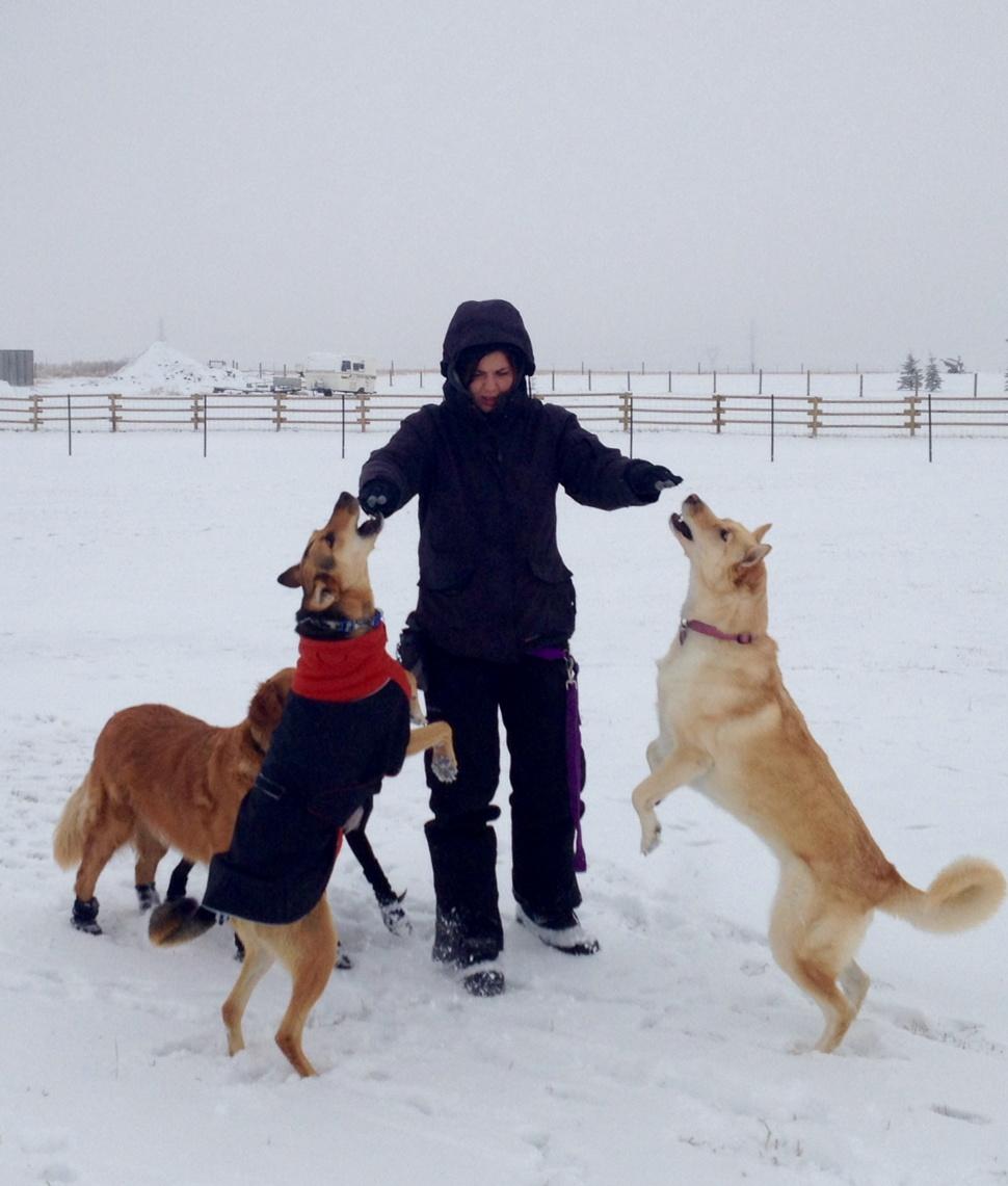 CrateEscape1's tweet photo. Woot! Kourtney getting a double touch from Miley and Wally #Airdriedog #thecrateescape http://t.co/DSKEWlKt9w