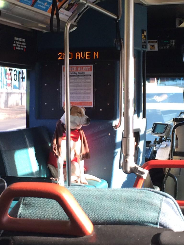 SeeJaneFix's tweet image. Lookie who is sharing the bus with us! #dognap #Seattlecommuter