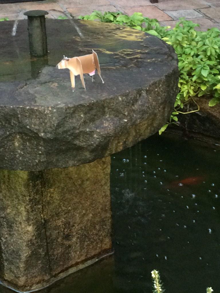 Soc_Jersiaise's tweet photo. @eventsinjersey #makeacow Daisy at the Societe. http://t.co/LHX6JxpQiQ