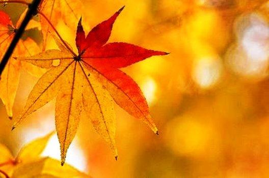 iduran3's tweet photo. LA TARDOR http://t.co/iPvEVjNrmU