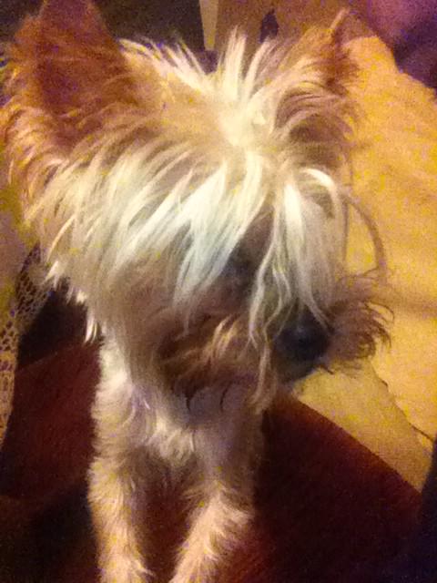 InmaUsero's tweet image. Me peino como me da la gana!!!! Jajajajaja jajajaja