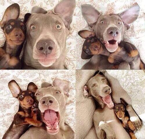 SpeakComedy's tweet photo. This is how me and my best friend look taking selfies: http://t.co/hMMOPMBLwu