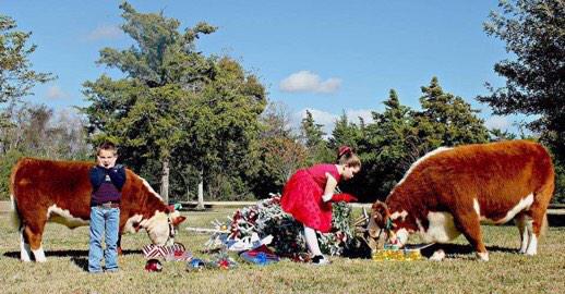 If this isn't the cutest Christmas card ever I don't know what is🎄🐮