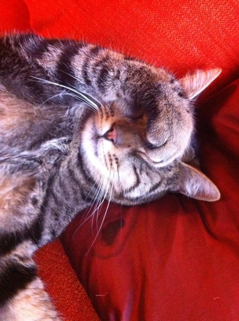 mapi (@mapi_pimpi) on Twitter photo 
