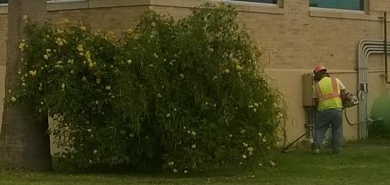 KGNSnews's tweet image. Tonight, .@vonPreysingKGNS tells us about a possible new #employeeclassification for Laredo. kgns.tv/a?a=284345141