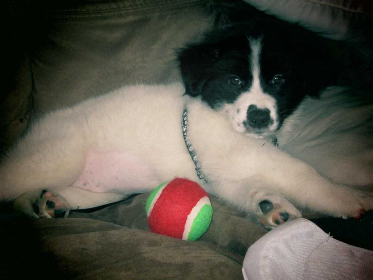 _SkyeWalker's tweet photo. I'm telling the world about how MY DOG :) makes me #Happy for #SantasWishList http://t.co/sKhLcFybBT http://t.co/YPIVxwPPEc