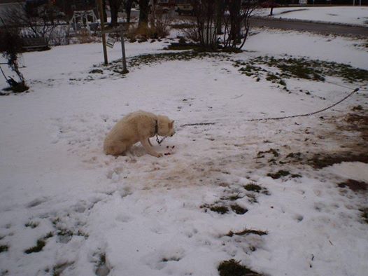 AASBC's tweet image. A day in the life of AAS:  Read Keesha's rescue story and see photos of her happy new life:  ow.ly/F0YEZ