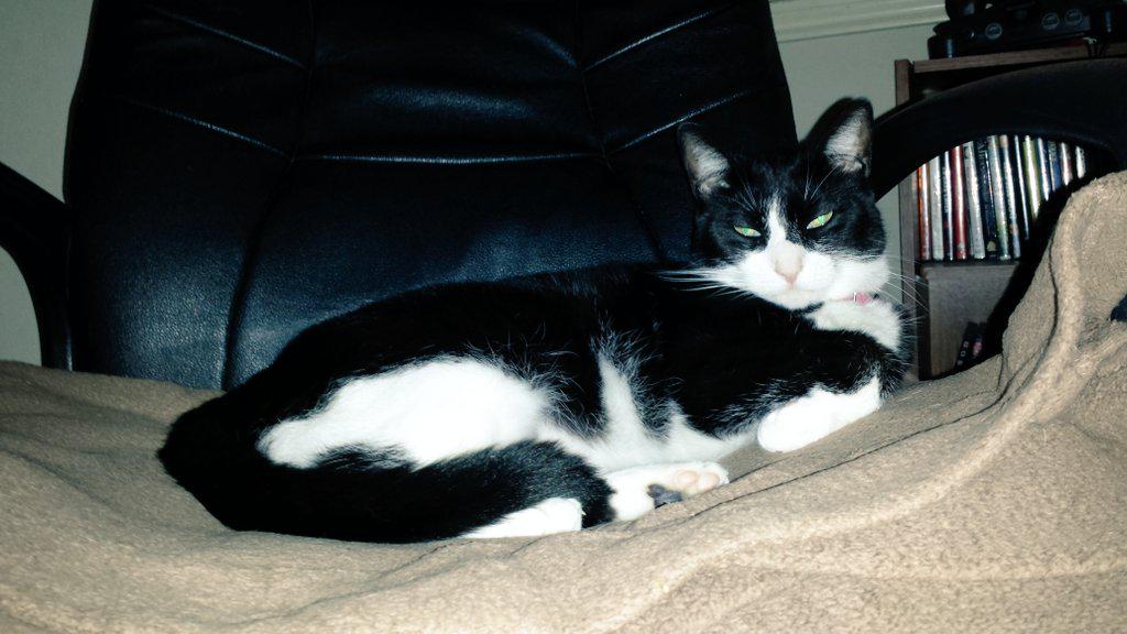 AngelaLynn013's tweet photo. @vivalalisa23 @Griggsay daaaaaw, she's very pretty!! And, much like my own cat, a #prissyprincess http://t.co/lu5MGsqRuy