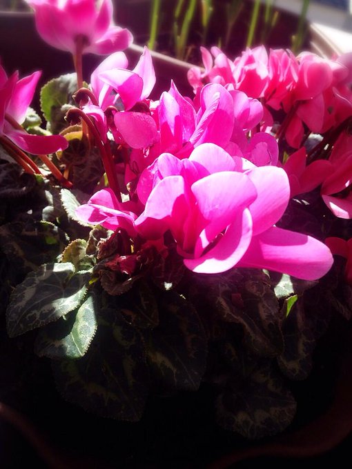 おはよん 良いお天気だね 今日も1日がんばりまーす♡ http://t.co/NULbWO81Zt