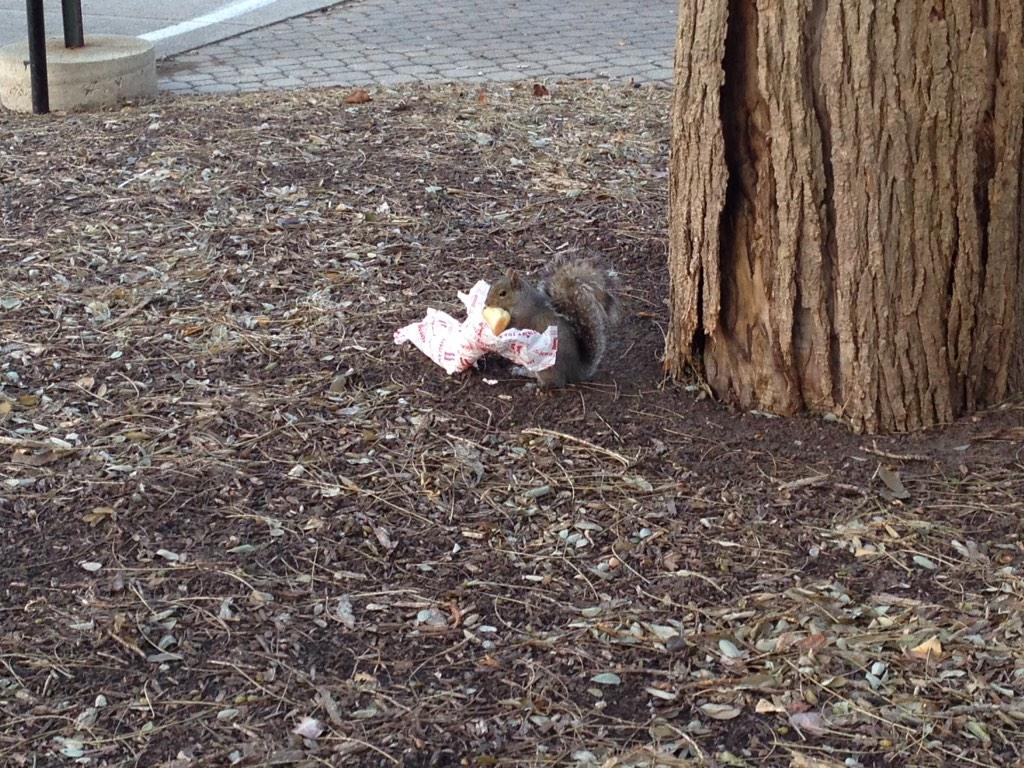 “<a href="/rebekahbruni/">Rebekah Bruni</a>: Enjoying a delicious Jimmy John's sandwich <a href="/PurdueSquirrels/">Purdue Squirrels</a>? ” they really deliver ANYWHERE!