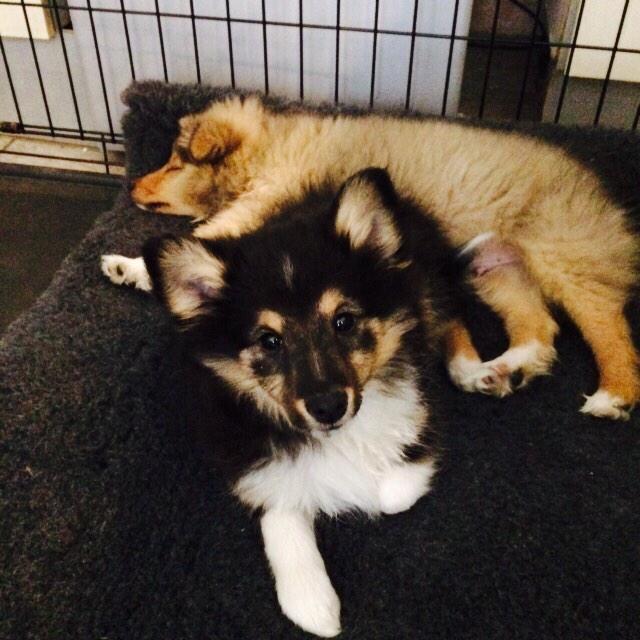 alex_petrilli's tweet photo. Molly and Bobby settling in on their first night of bootcamp #dogtaining #roughcollie #puppy #bootcamp #dspca http://t.co/Gn37UmE3gU