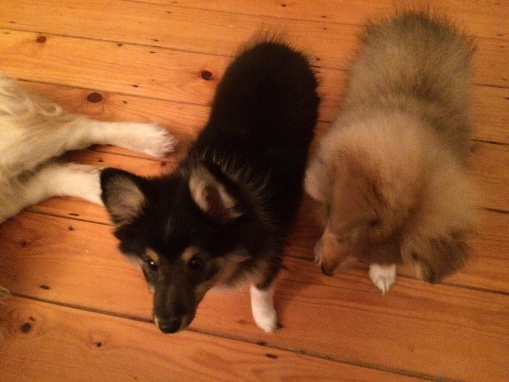 alex_petrilli's tweet photo. Molly and Bobby settling in on their first night of bootcamp #dogtaining #roughcollie #puppy #bootcamp #dspca http://t.co/Gn37UmE3gU