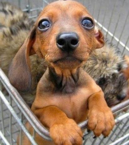 dingobones's tweet photo. Don't forget about me!! Use the coupon code CYBER25 at http://t.co/fP7FTVMqiw to save on treats and chews! http://t.co/k61D3f3RfW