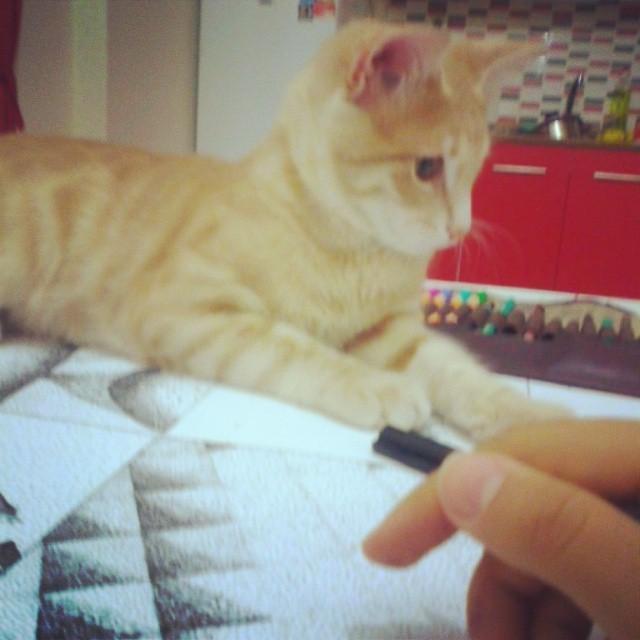 circlingsquare's tweet image. Ödev yapıyoz biz #odev #kedi #kediler #catstagram #animals by citiciti_bengbeng