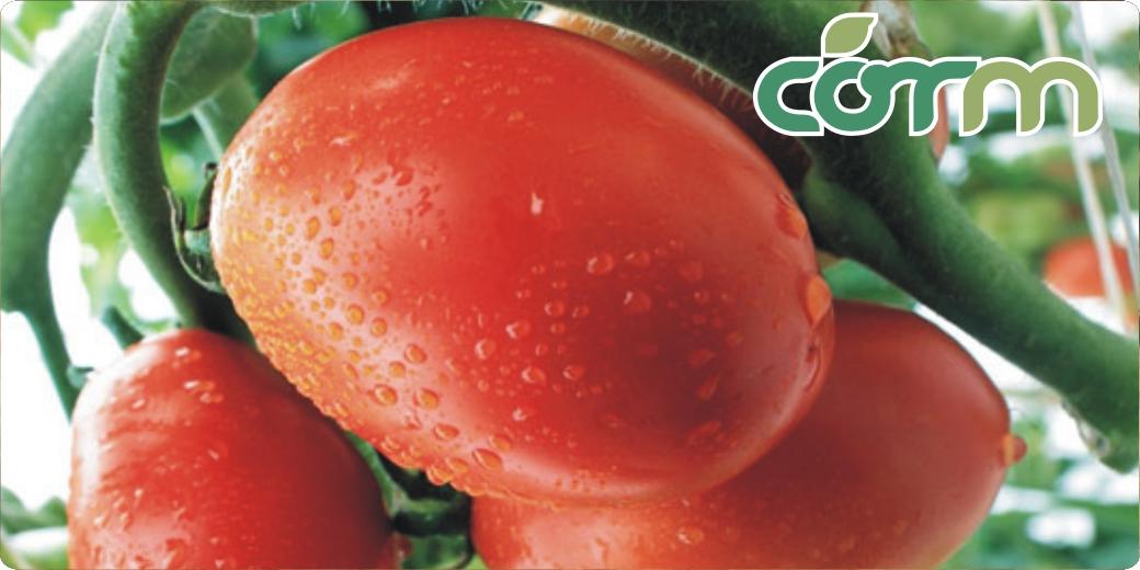 CORMmty's tweet photo. riquisimo tomate Saladette #organico disponible en @CORMmty http://t.co/WBphgn9KZm