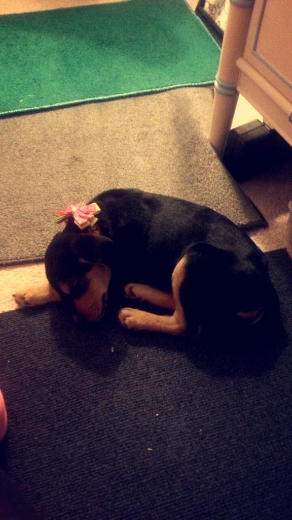 slkerrig's tweet image. If you don't like puppies my snap story might be wildly annoying 🐶🐾💜 #notevensorry #mysweetbaby #cannotstop