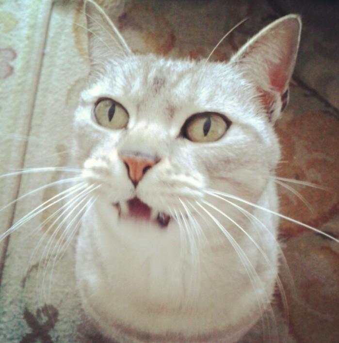 MarianSolYLuna's tweet photo. @catsofinstagram Drácula. http://t.co/VQTFr9cRJU