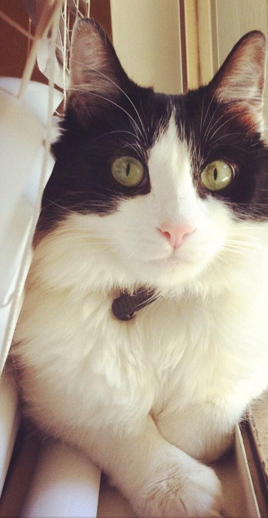 atrezza's tweet photo. @catsofinstagram http://t.co/sVU5N5rSKN