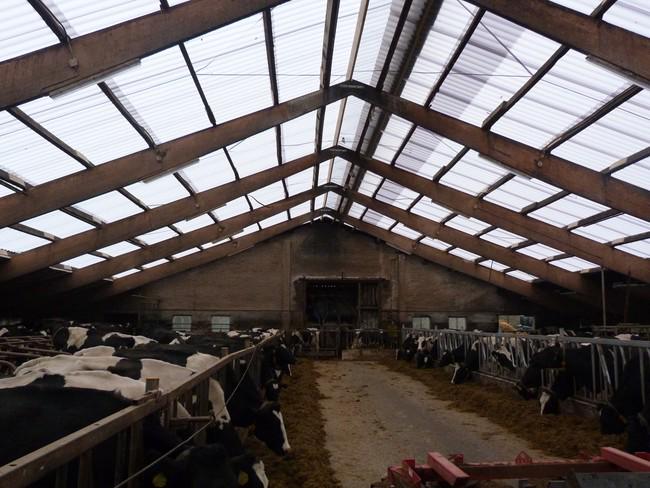 Weer een LightRoof dakrenovatie opgeleverd! Binnen 4 dagen!
Daglicht geeft gezondere koeien <a href="/qwinpro/">Qwinpro</a>.nl