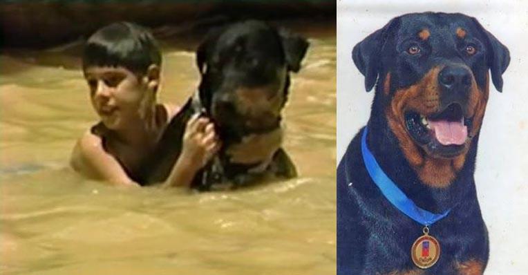 erguachar069's tweet image. A 15 años de la Tragedia de Vargas, rendimos homenajes a uno de sus héroes Orión,salvo a 37 personas! @trafficVARGAS