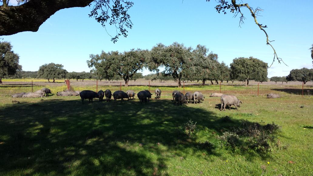 campoypac's tweet photo. Preciosa esta la dehesa! http://t.co/qxFM7uZegd