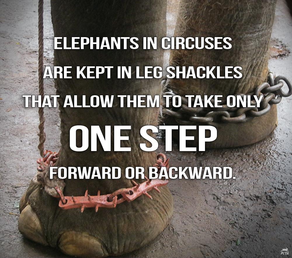 Please RT: Boycott ALL Circuses With Animals! <a href="/rickygervais/">Ricky Gervais</a> #BanAnimalCircuses #BreakTheChains
