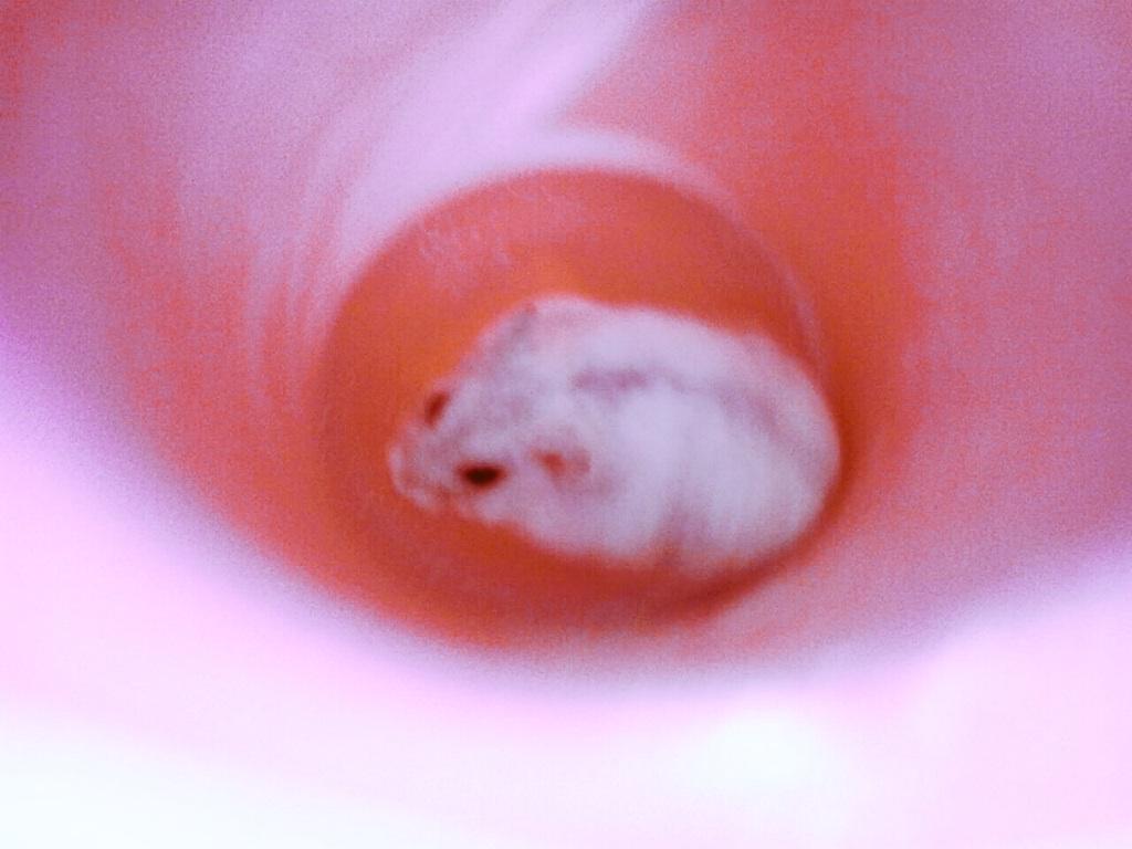 bounceballFTW's tweet photo. Got a hamster http://t.co/lqbnycwp1B