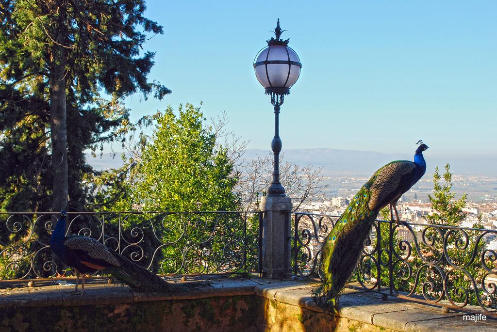 GranadaAlhambra's tweet photo. Porque #Granada no es solo la #Alhambra:Carmen de los Martires.#GRXperience http://t.co/NzNROUl4zp @elPachinko @spain http://t.co/A0w3shtjaC