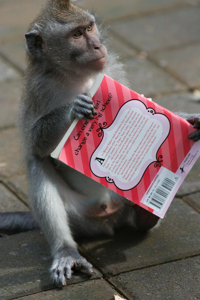 jillinboots's tweet image. Monkey wants my book - at least it has the good taste to like @JacquelineHarve!#alicemiranda #readingmonkey