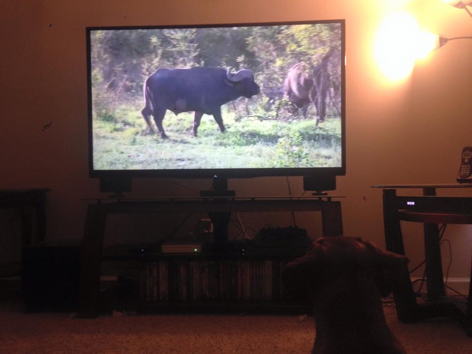 my ridgeback can't get enough (and still hoping for some lion!) #SafariLive