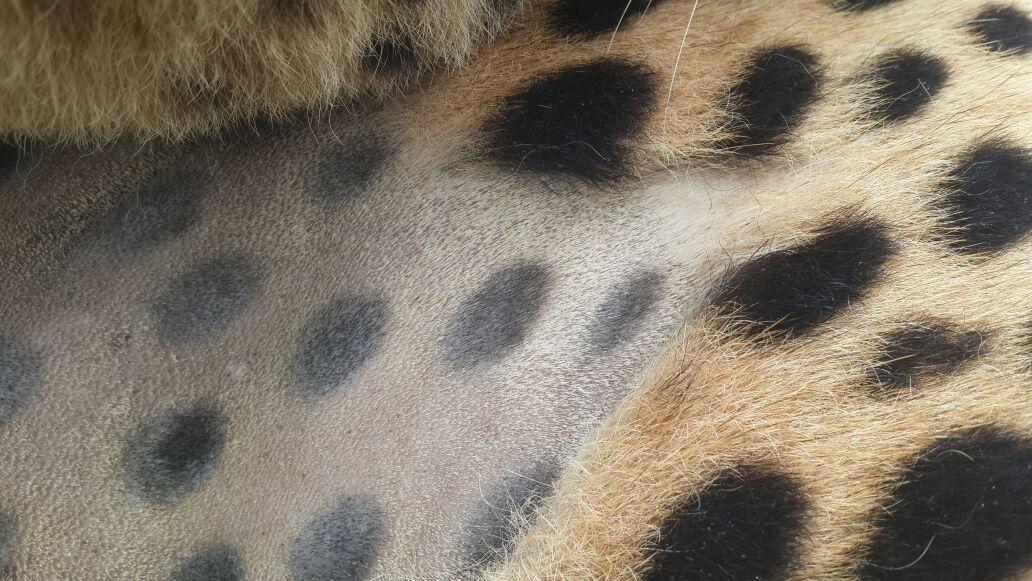 У пятнистою 3. У пятнистою 3. Пятнистый олень субтропиков. У пятнистою 3. Пятнистый олень аксис.