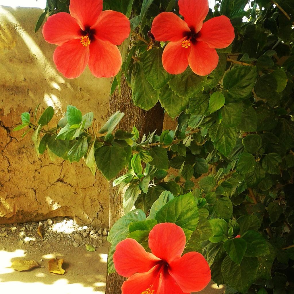 mohdfc2020's tweet image. 