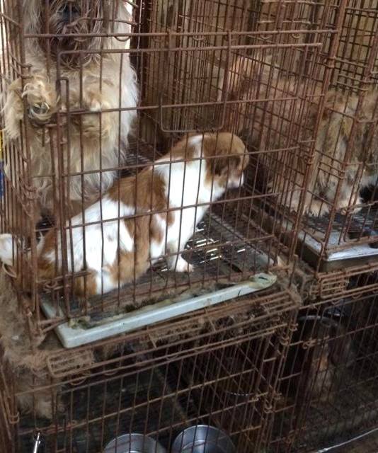 p_animal_q's tweet photo. 日本は、こんな環境で飼育していても業者登録でき、子犬を競りにかけ血統書付きでペットショップに売ることができます。散歩しません、檻から出られません、いつも空腹で糞尿まみれです。この国はどれだけ犠牲が出れば変わろうとするの┐('～`;)┌ http://t.co/Fk4s4jYyeu
