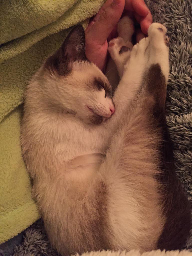 culipisoSM's tweet photo. Somos casa de acogida de esta pequeñita 😽😽😽 http://t.co/GetAalINsh