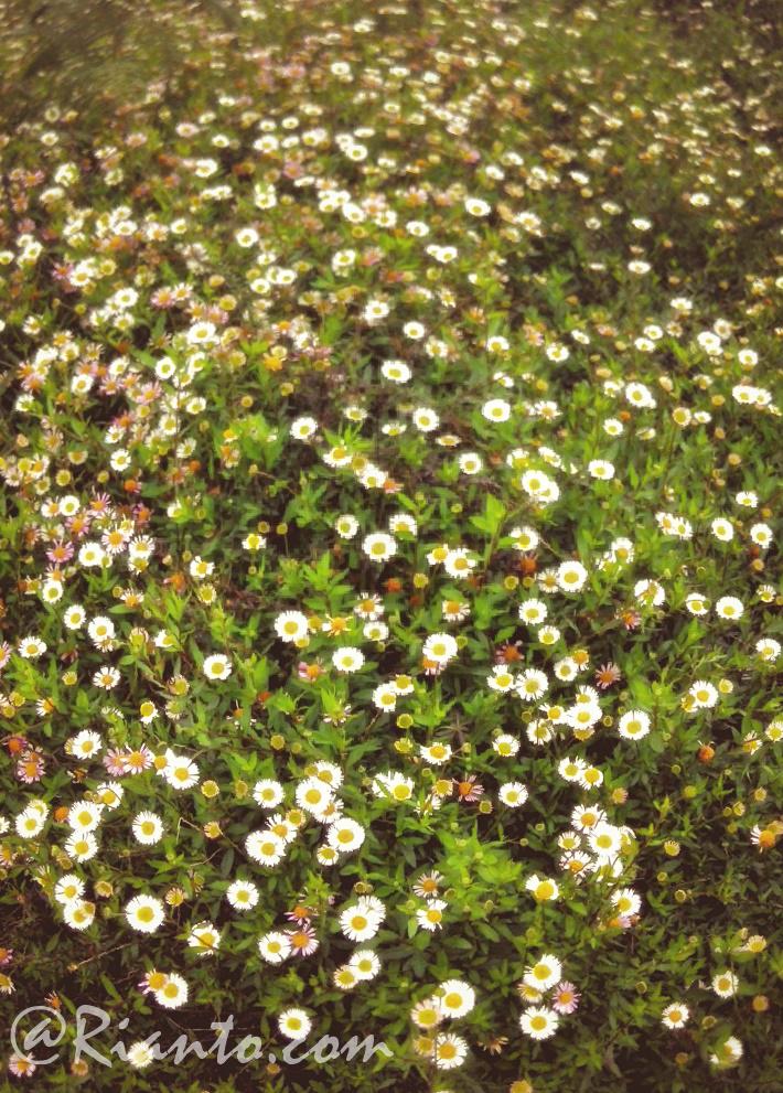 Riantobudi22's tweet photo. Ladang bunga Daisy
#puncakPrau
#Adventure
#indonesia http://t.co/U1309RRAbF